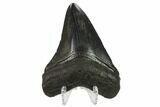 Fossil Megalodon Tooth - South Carolina #130848-1